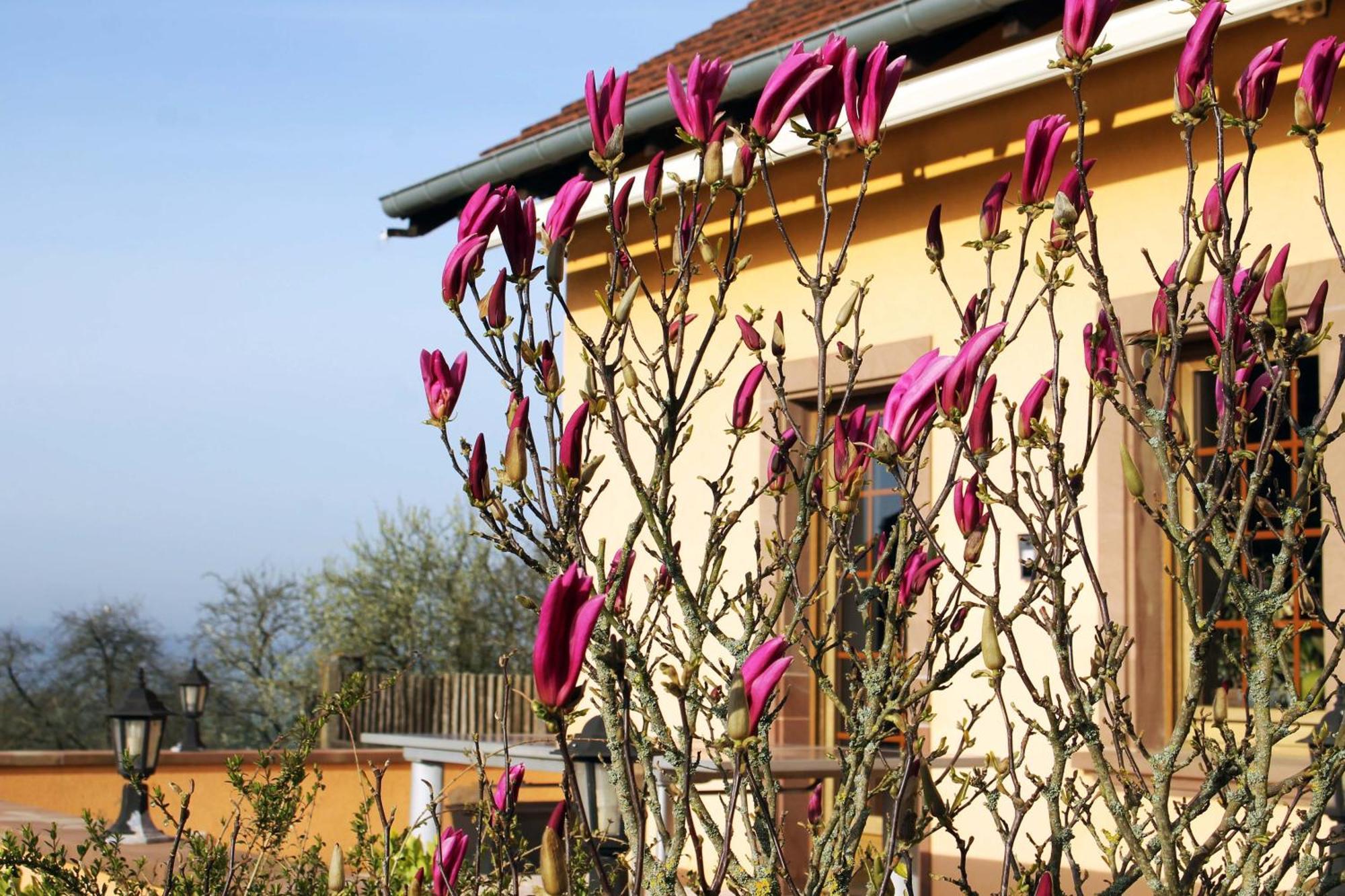 Maison Villabella Butten Ngoại thất bức ảnh